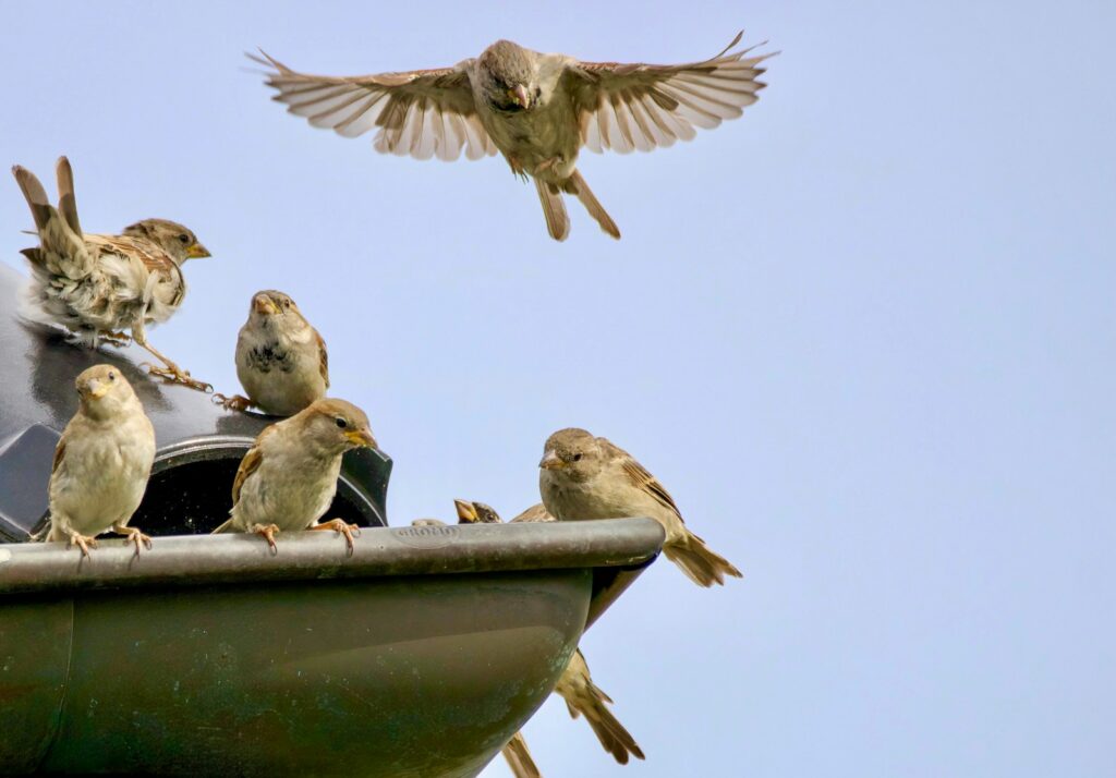 A flock of birds sitting on top of a roof.