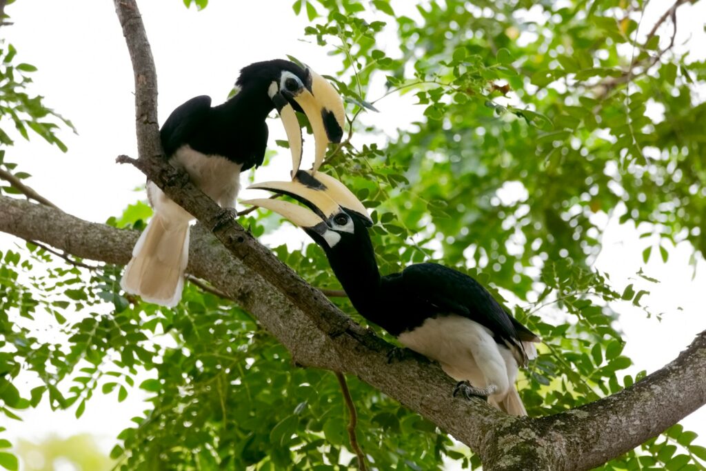 Two Oriental pied hornbills with distinctive beaks perch on a tree branch surrounded by green leaves.