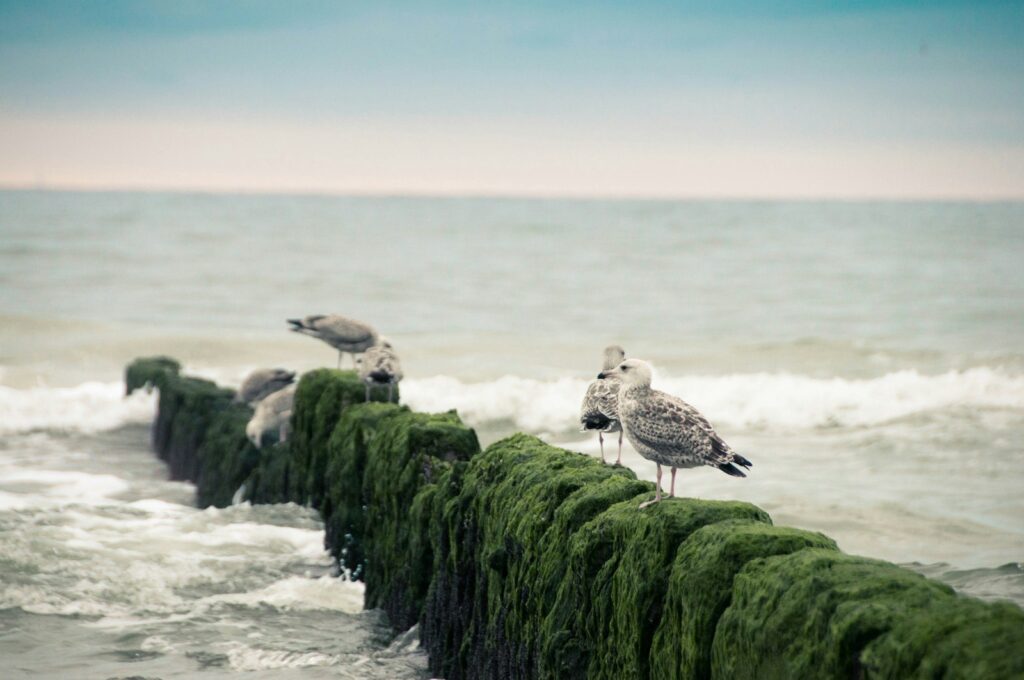 Several gulls with mottled grey and white plumage stand on moss-covered groynes in the sea.