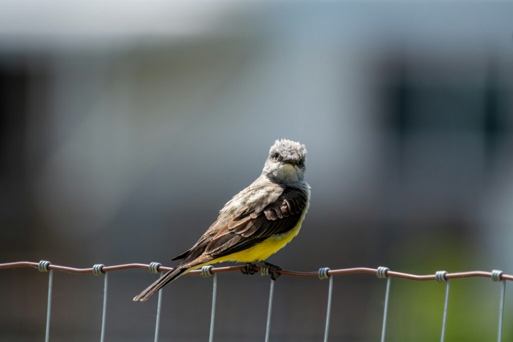 A Suiriri Flycatcher with grey upperparts and a yellow belly perches on a wire fence.