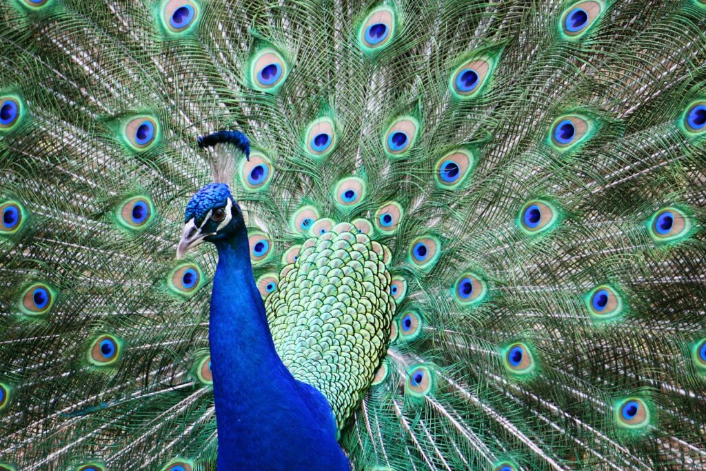A peacock displays its vibrant blue and green plumage.