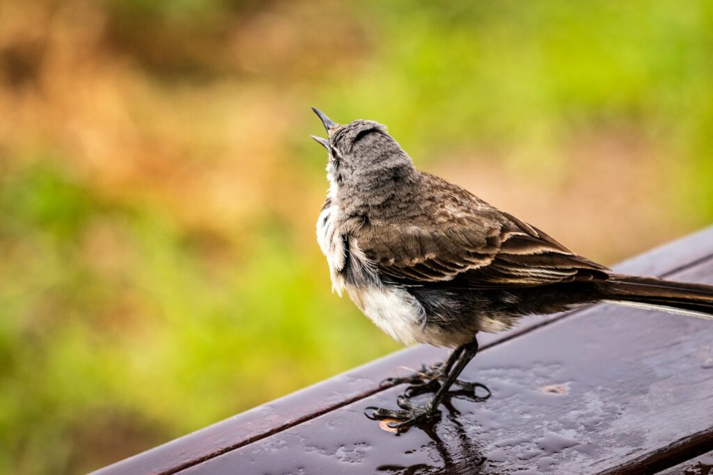 A Patagonian mockingbird with gray and brown plumage sings with its beak open.