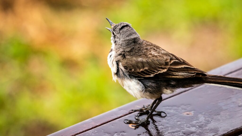 A Patagonian mockingbird with gray and brown plumage sings with its beak open.