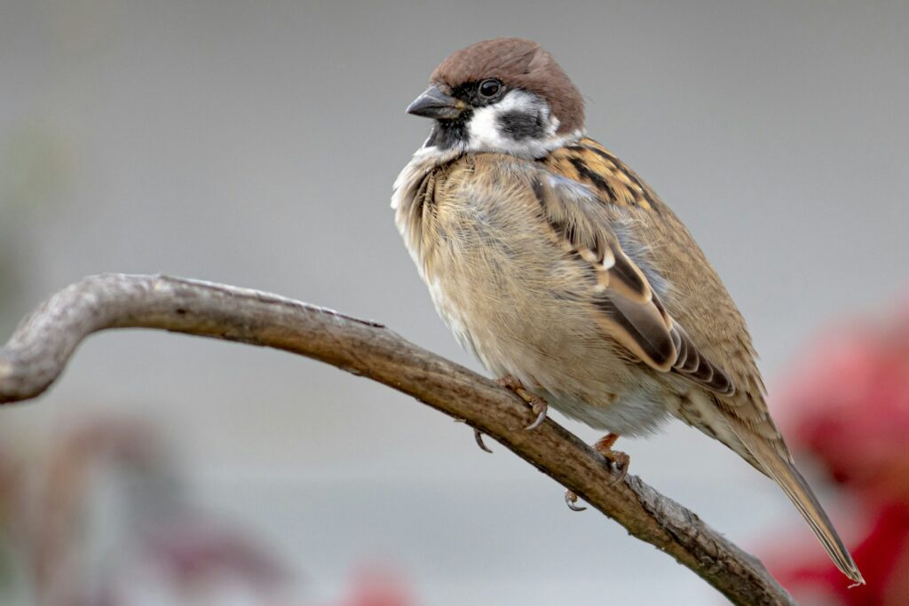 A Eurasian Tree Sparrow with a brown cap and black cheek patch perches on a branch.
