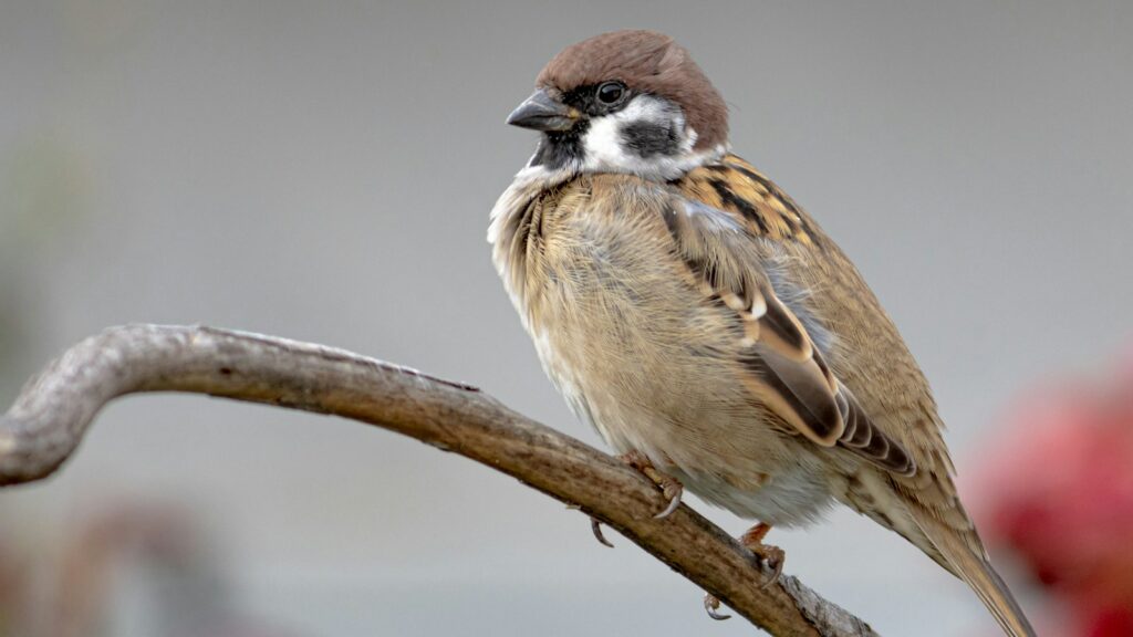 A Eurasian Tree Sparrow with a brown cap and black cheek patch perches on a branch.