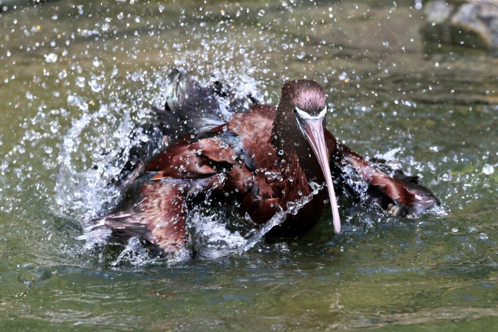 A glossy ibis with dark, iridescent plumage bathes in water.