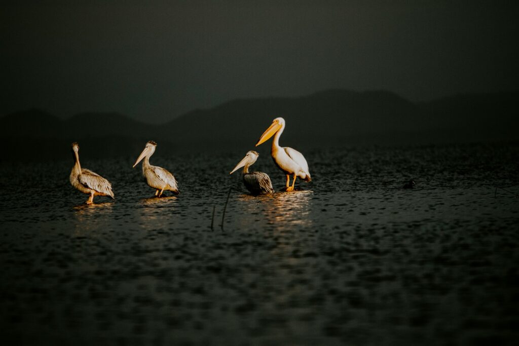 Four pelicans standing in shallow water.