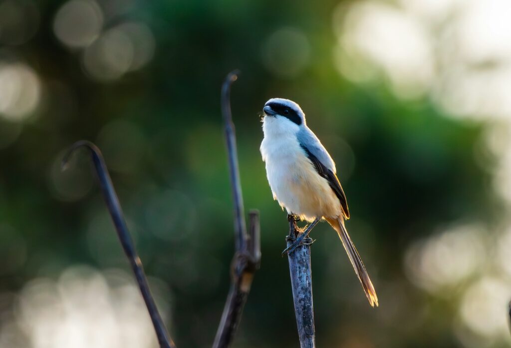 A Long-tailed Shrike with grey, white, and black plumage perches on a thin stem.