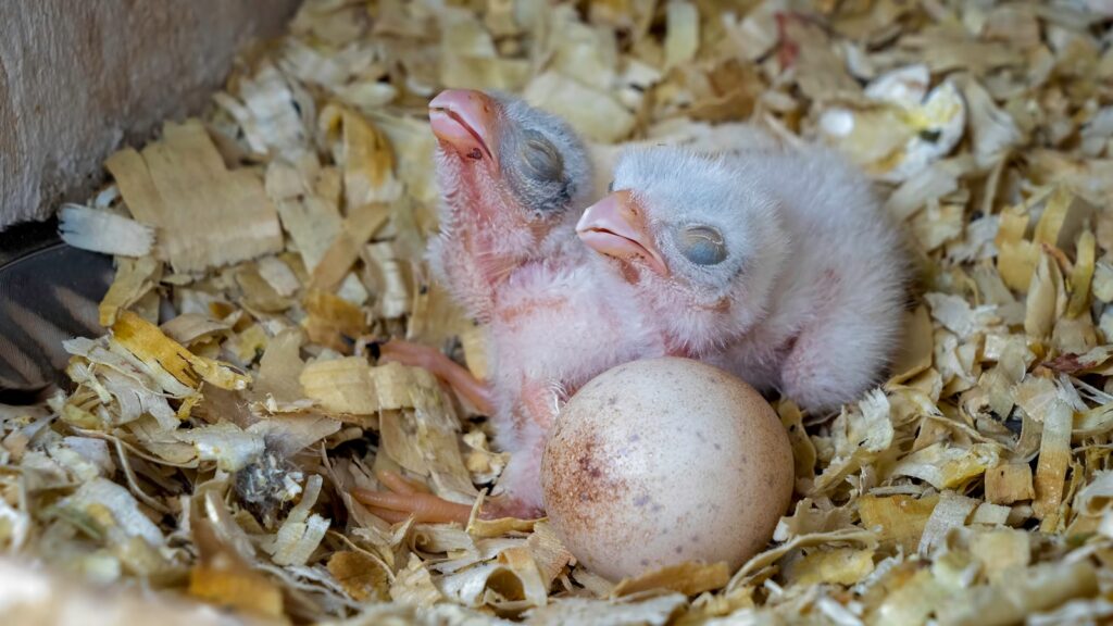 tilt shift lens photography of bird chicks