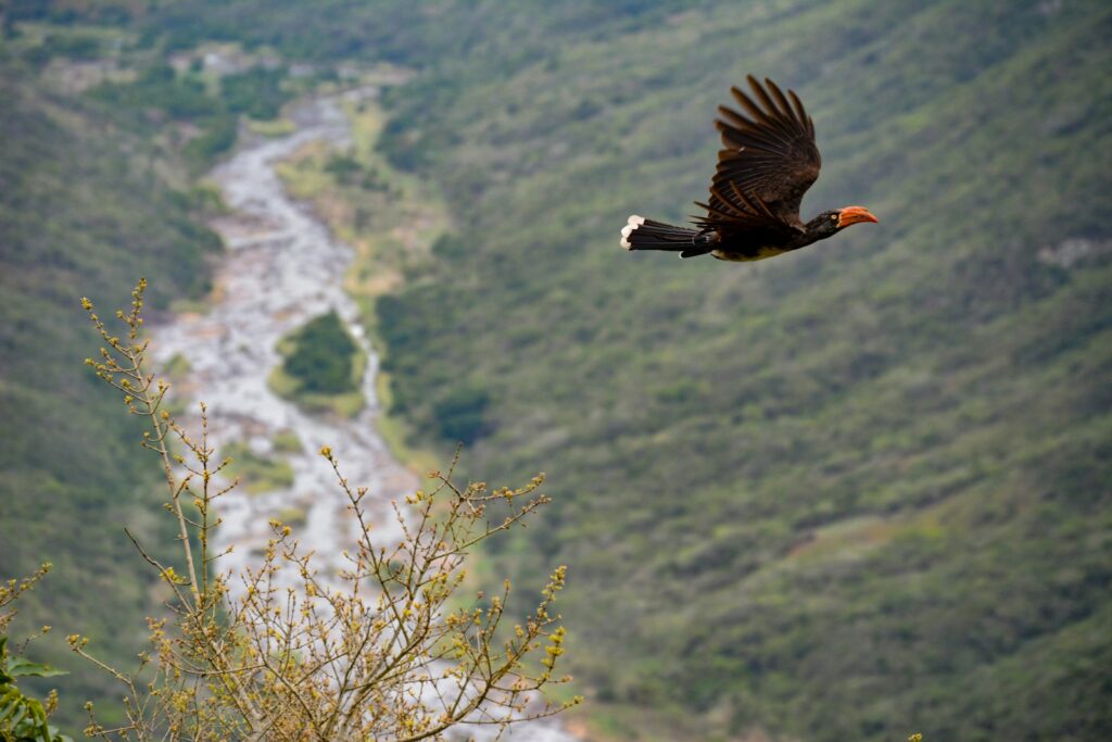 A Rufous Hornbill flies over a lush, green landscape with a winding river below.