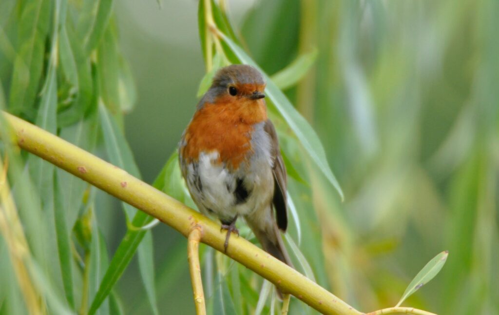 European robin perched on a thin, yellowish branch.