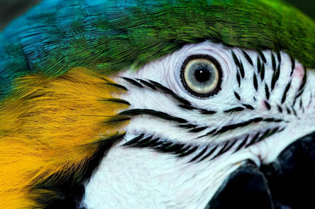 A close up of a colorful parrot's face and eye.