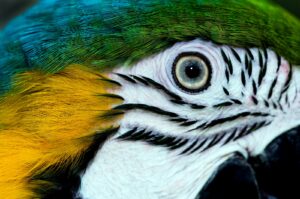 A close up of a colorful parrot's face and eye.