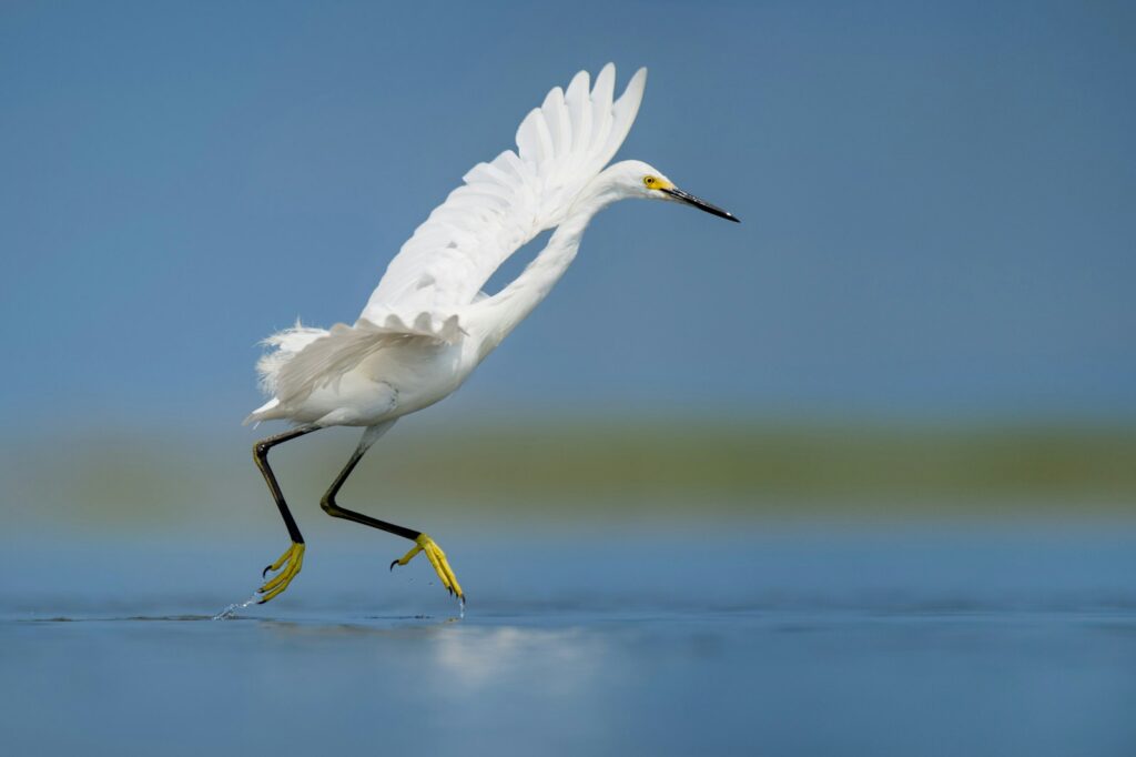 A snowy egret with white feathers, black legs, and yellow feet lands in shallow blue water.
