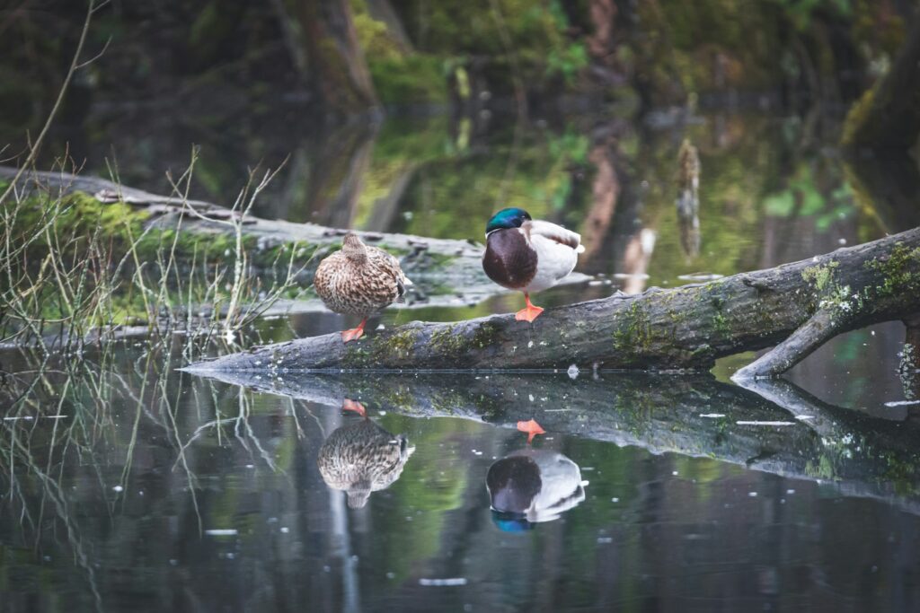A male and female Mallard stand on a mossy log over still water, their reflections visible.