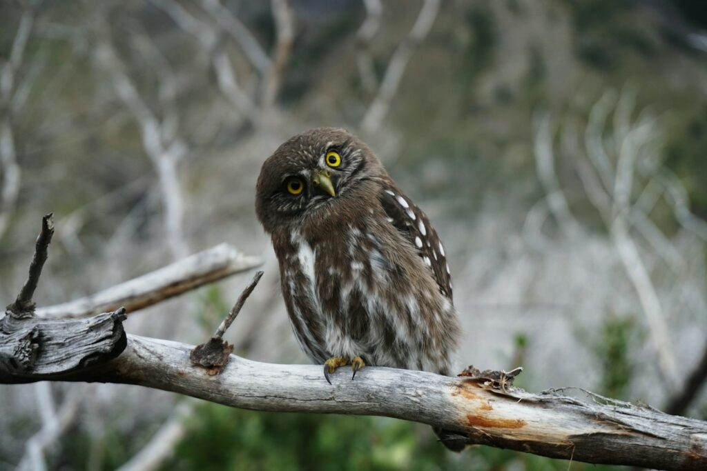 A ferruginous pygmy owl perches on a weathered branch.