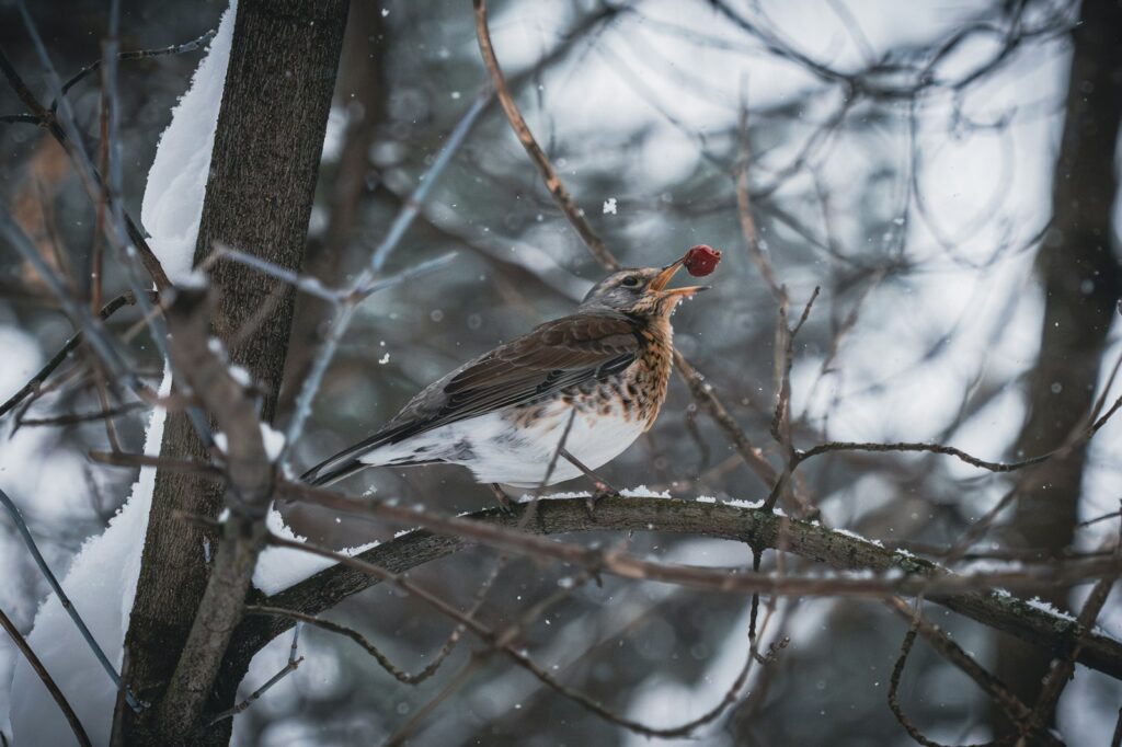 A bird perched on a tree branch in the snow.