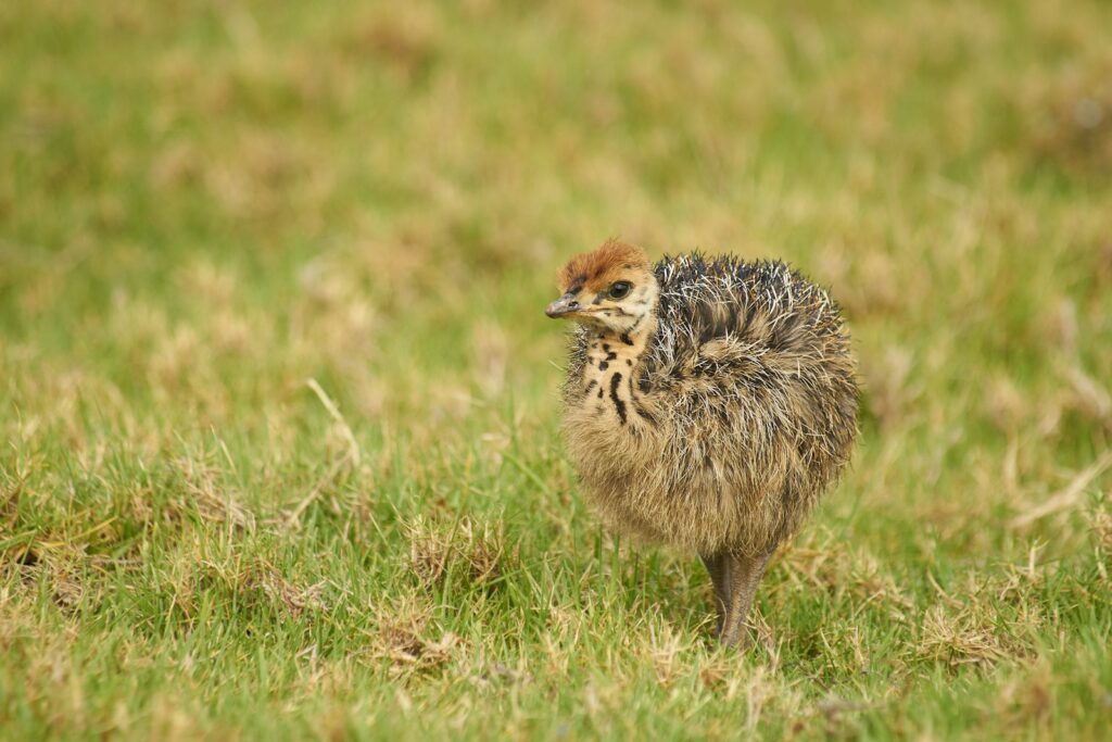 A young emu chick stands in a grassy field.