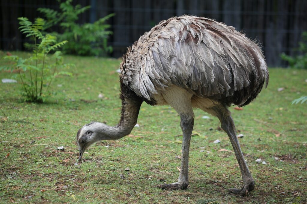 A Greater Emu with gray and brown feathers pecks at the grassy ground.