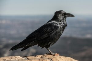 A black raven stands on a rocky surface.