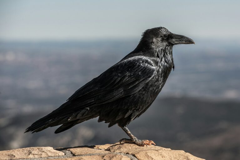 A black raven stands on a rocky surface.