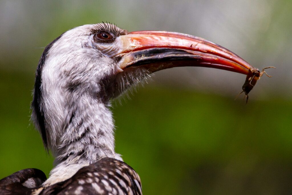 Von der Decken's hornbill with prey in its curved beak.