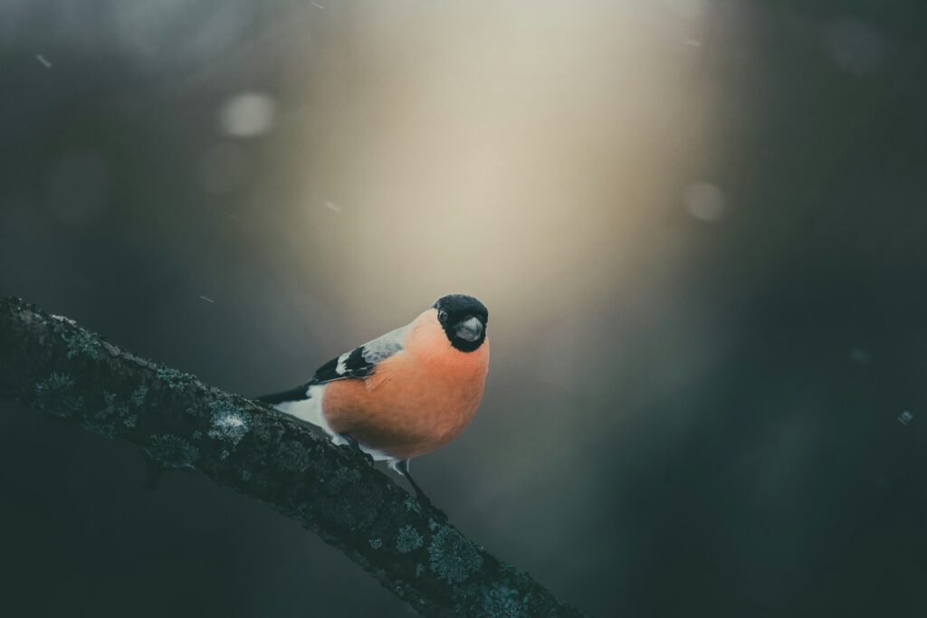 A male Eurasian bullfinch perches on a dark, textured branch.