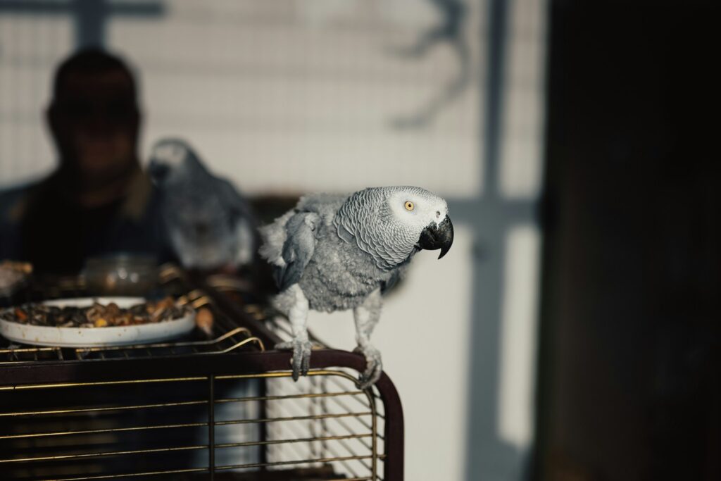 A parrot sitting on top of a cage next to a person.