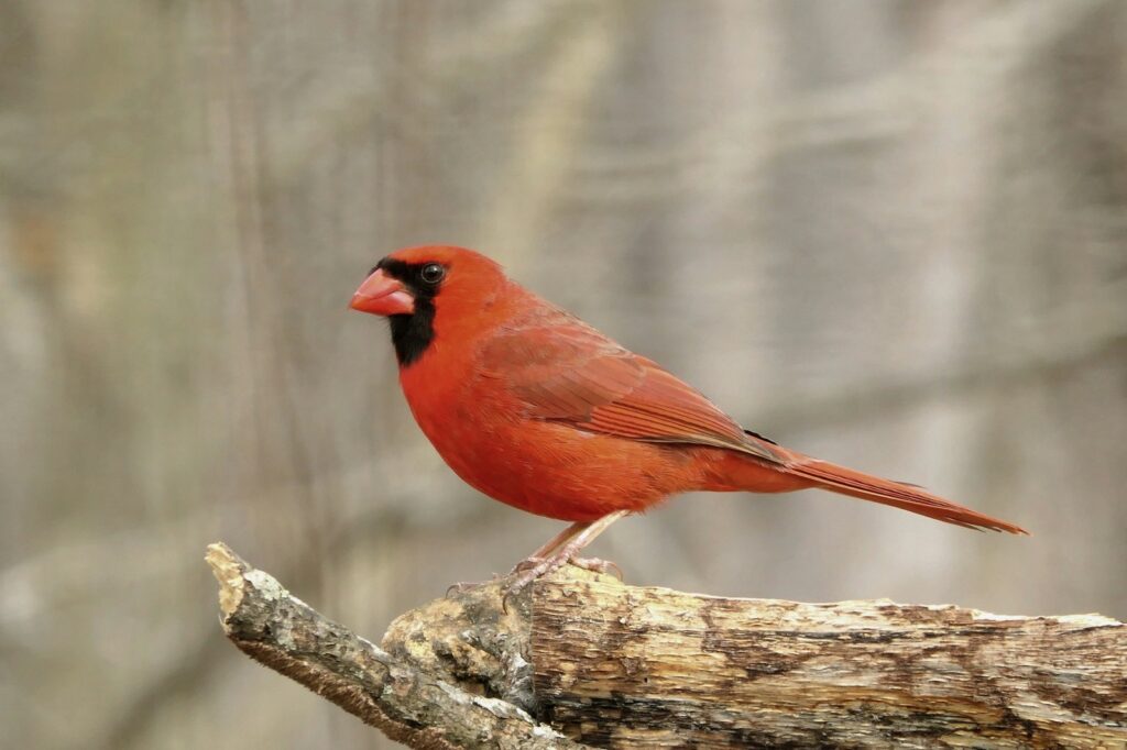 A vibrant northern cardinal with bright red plumage and a black mask perches on a branch.