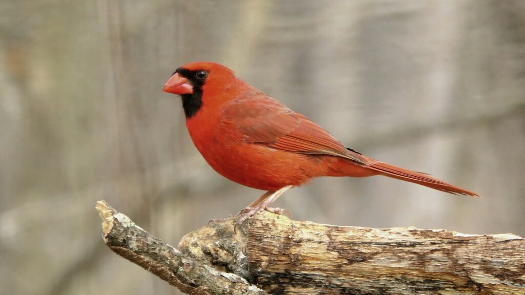 A vibrant northern cardinal with bright red plumage and a black mask perches on a branch.