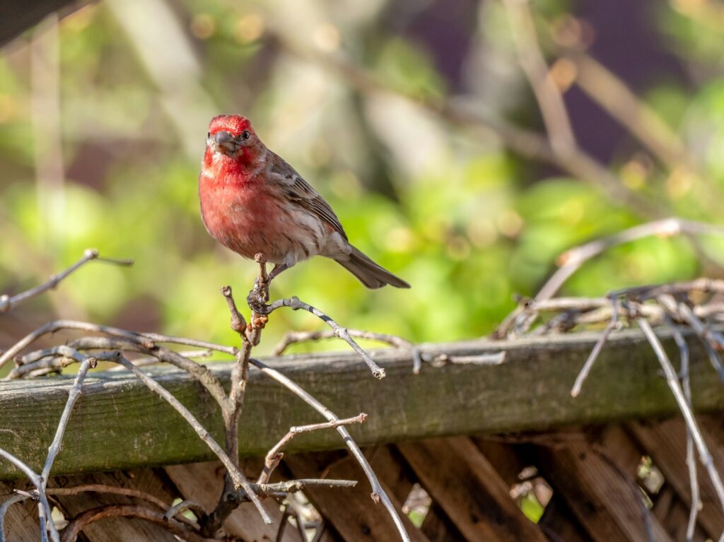 A vibrant male House Finch with reddish plumage perches on a twig.