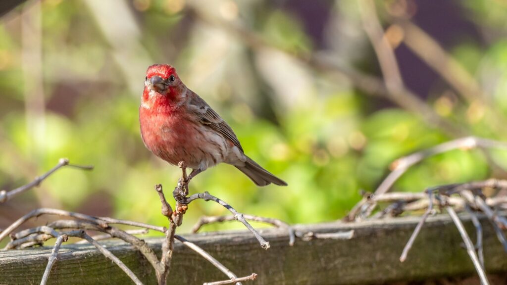 A vibrant male House Finch with reddish plumage perches on a twig.