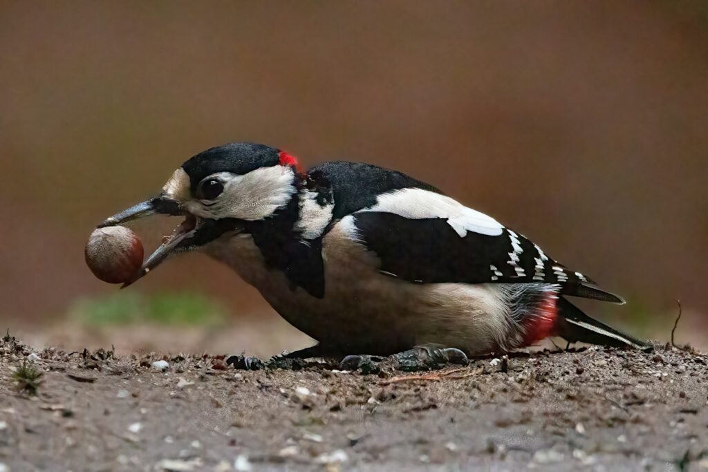 A great spotted woodpecker holds a nut in its beak while perched on the ground.