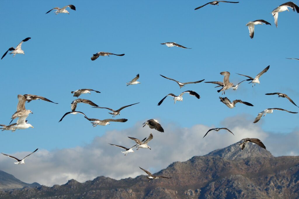 A large flock of Sooty Gulls with dark plumage flies against a bright blue sky with distant mountains.