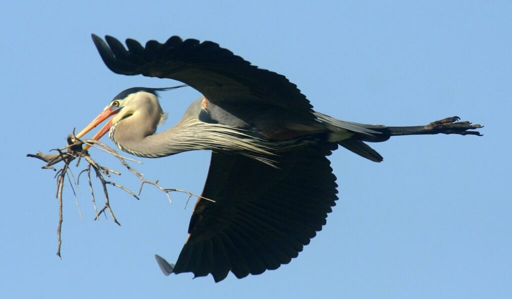 Great blue heron in flight carrying nesting material.