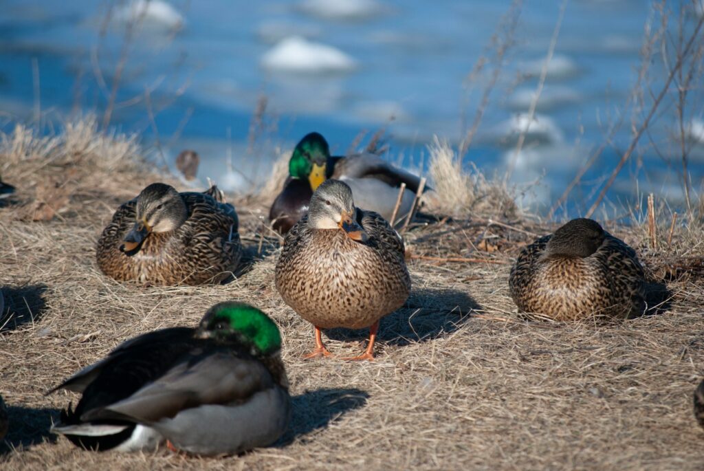 A gathering of Mallard ducks resting on dry ground.