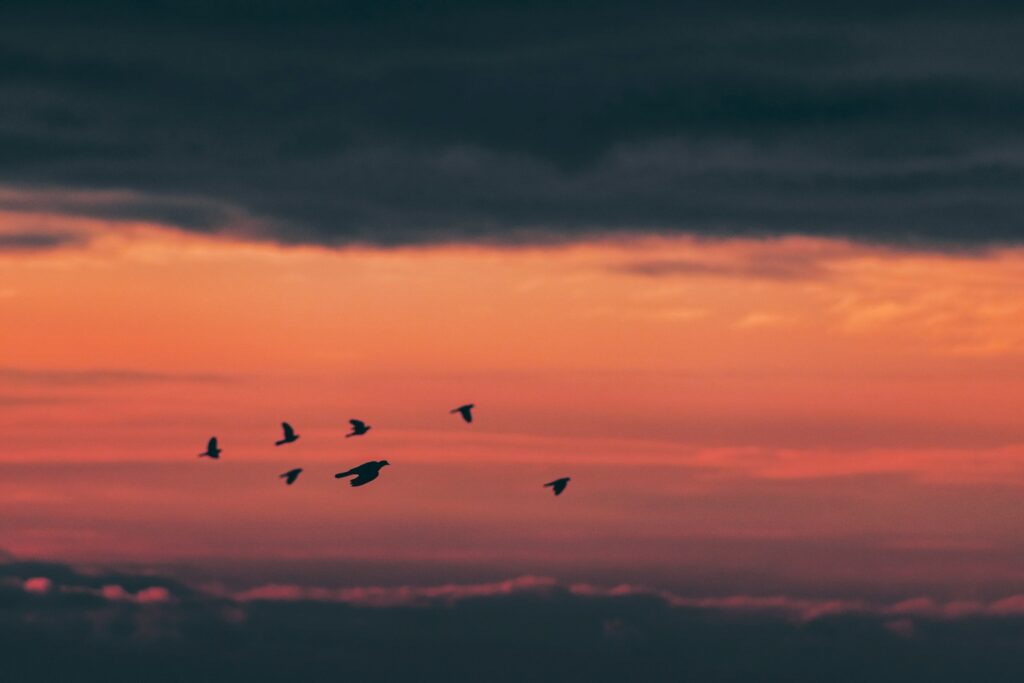 Many birds are flying under a blue sky at night.