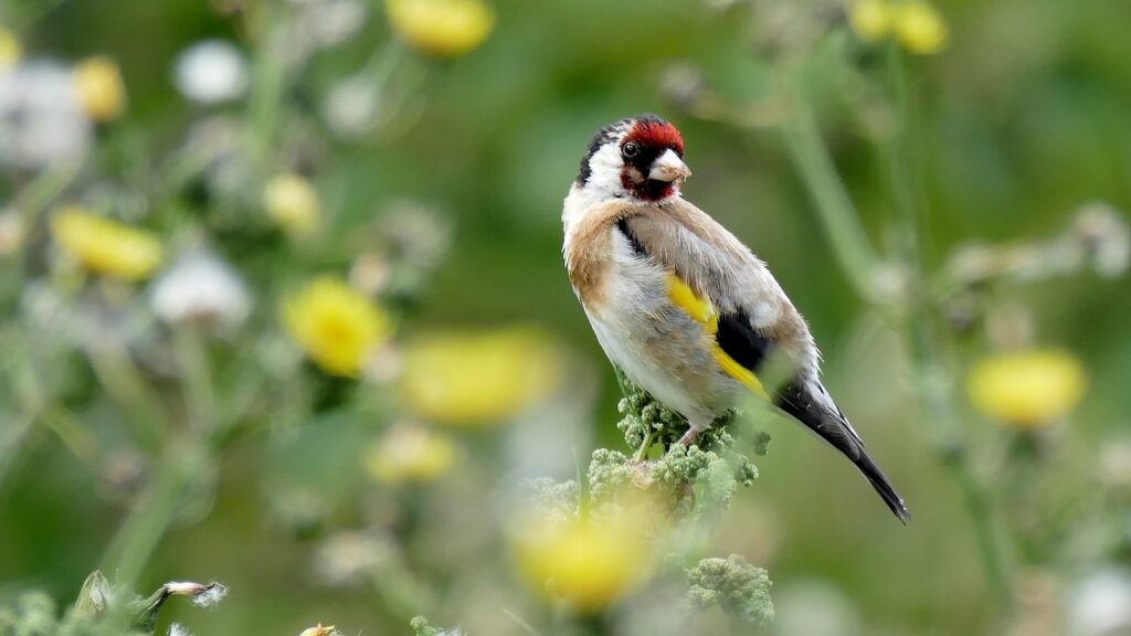 A vibrant Goldfinch perches amongst greenery.