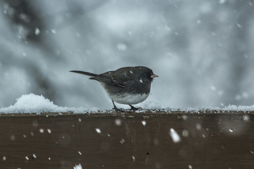 A dark-eyed junco with grey and white plumage stands on a snow-covered wooden surface as snow falls.