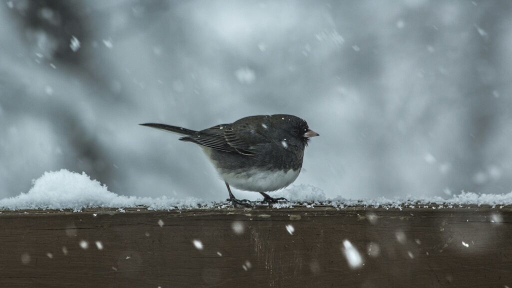 A dark-eyed junco with grey and white plumage stands on a snow-covered wooden surface as snow falls.