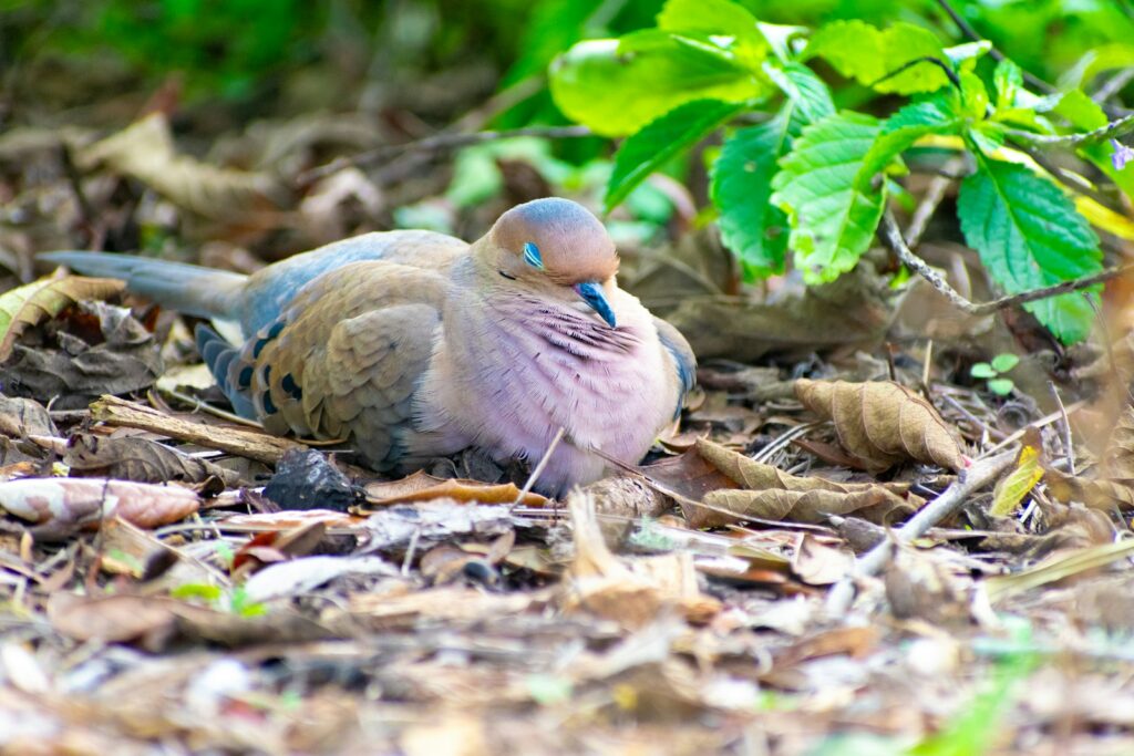 A Mourning Dove rests peacefully among fallen leaves.