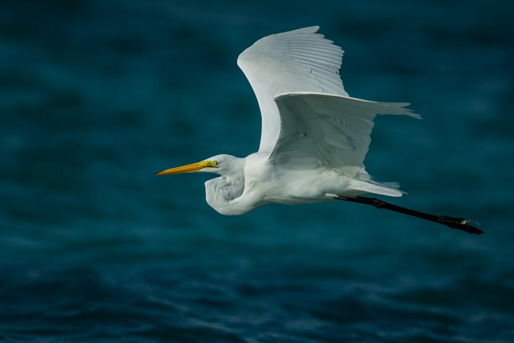 A great egret with white plumage and a yellow beak flies over dark water.