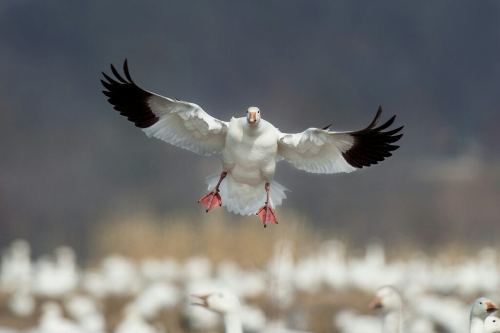 Snow goose in flight with wings spread.