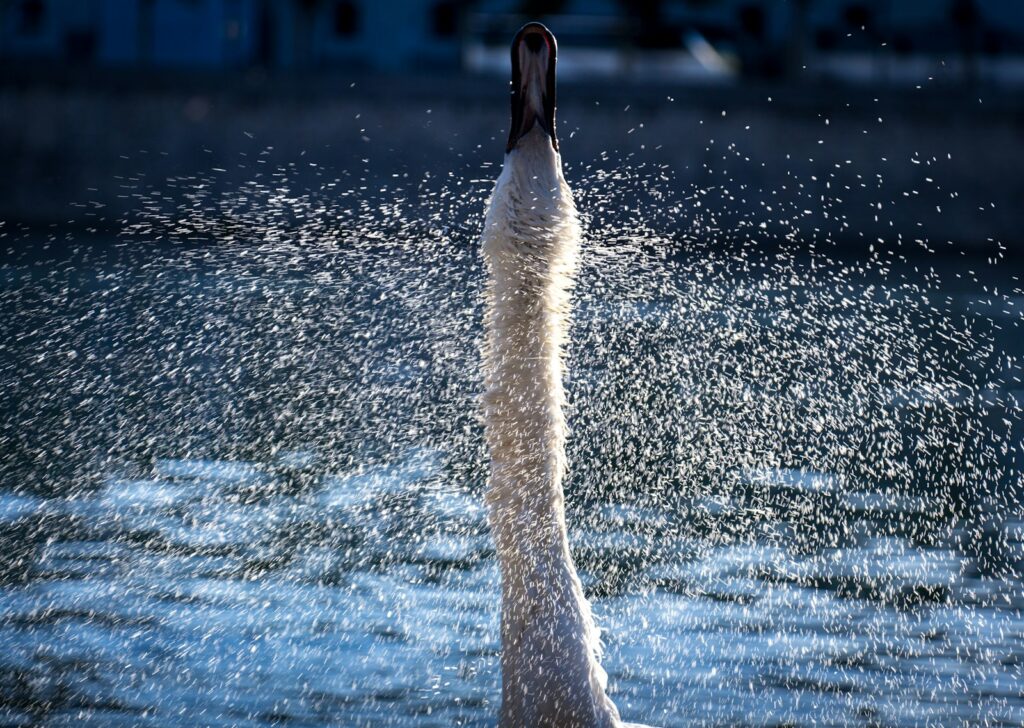 A swan raises its long white neck, spraying water.