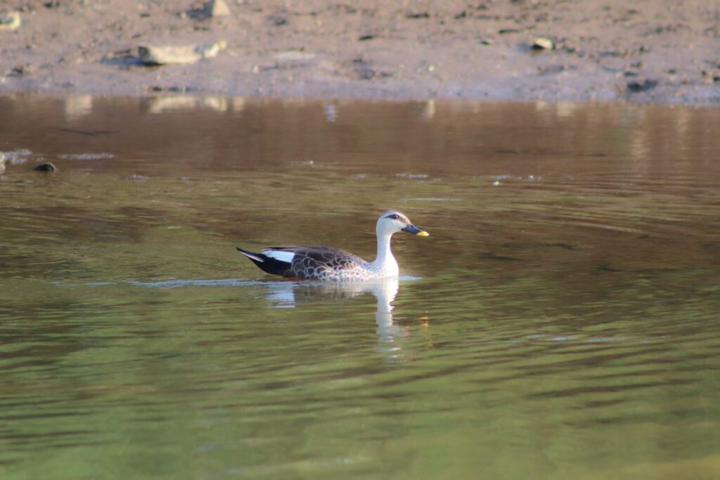 An Indian spot-billed duck with mottled brown plumage swims in calm water.