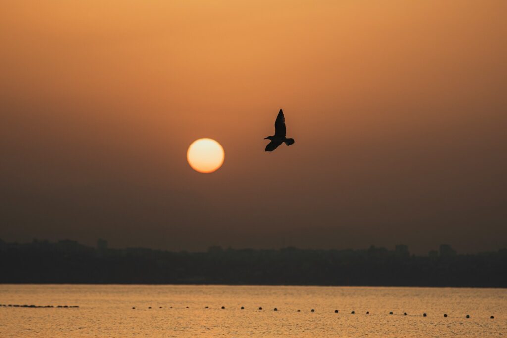 A bird flying over a body of water at sunset.