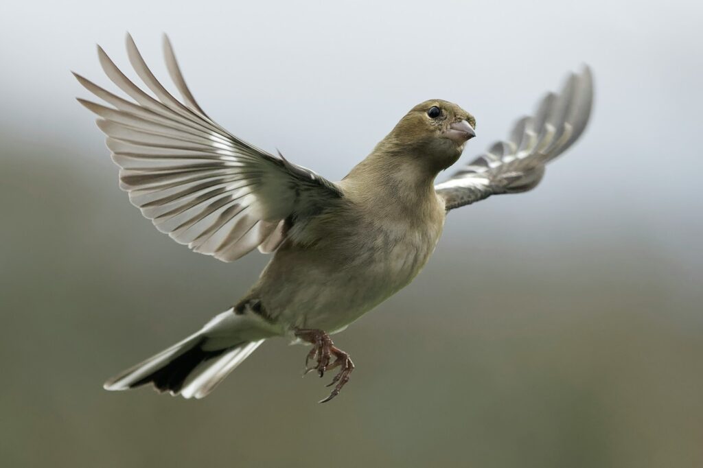 flying New Zealand's Ghost bird