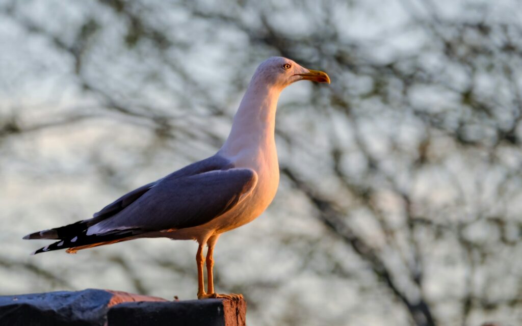 A seagull stands at attention in sunlight.