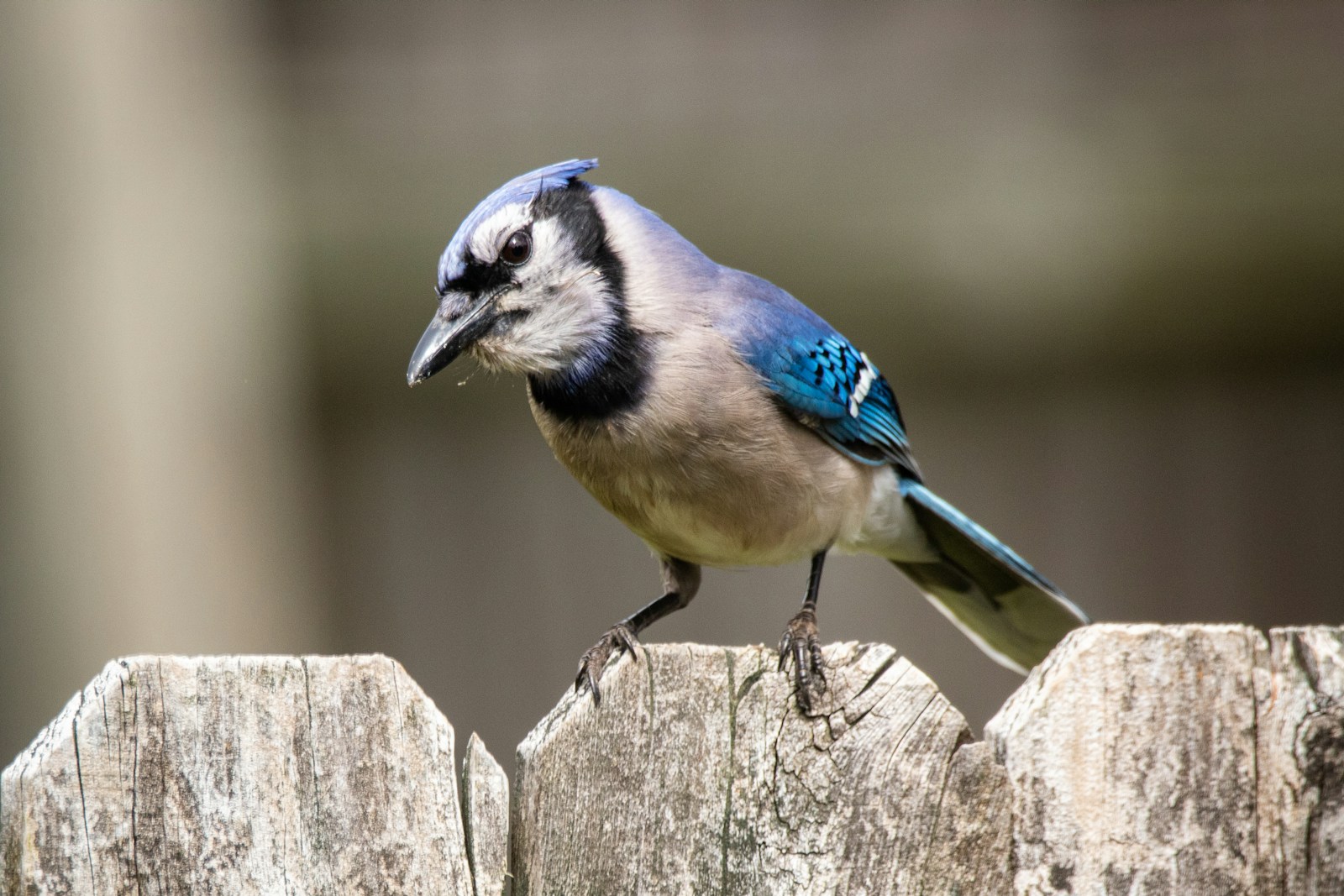 A bird on brown wooden fence during daytime.