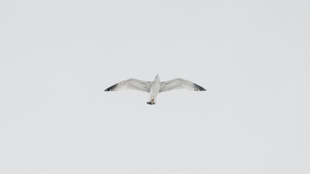 A Ring-billed Gull flies upwards against a stark, overcast sky.